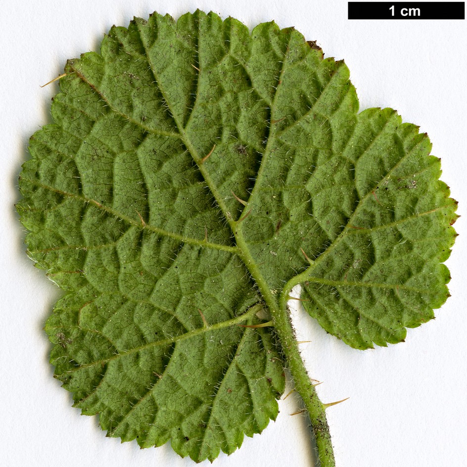 High resolution image: Family: Rosaceae - Genus: Rubus - Taxon: pectinellus - SpeciesSub: var. trilobus